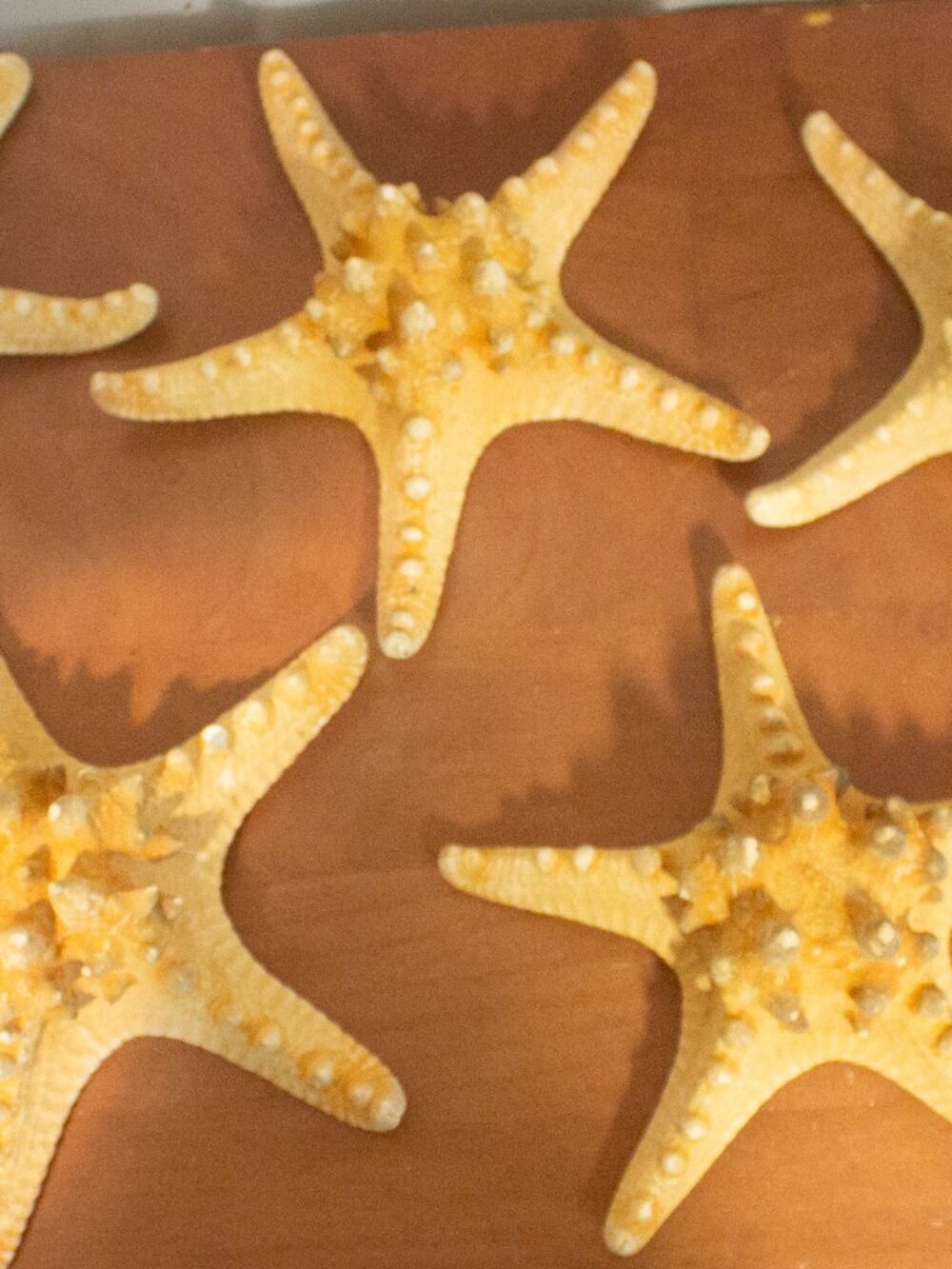 Set of 5 Knobby Starfish – Natural Dried Sea Stars – Coastal Décor